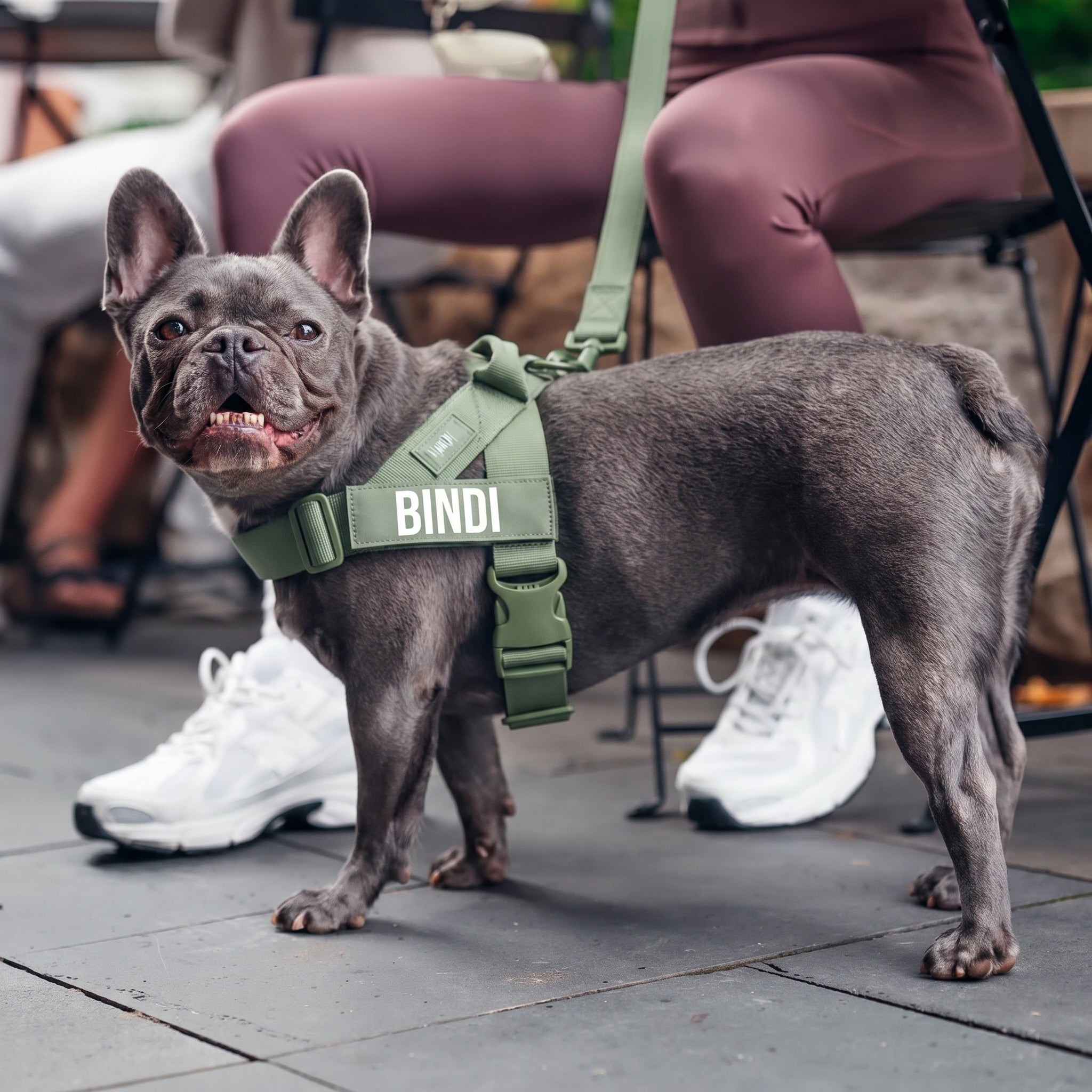 Zarpella™ Pack Paseo 3 en 1 — Arnés, Collar y Correa Táctica para Perros